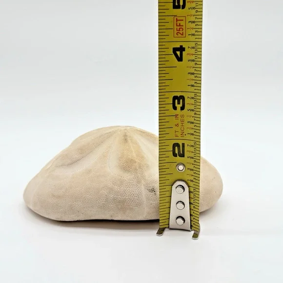 Sea Biscuit Sand Dollar Seashell Fossil Vintage Puffy Beach Decor Aquarium 5" - Picture 5 of 5